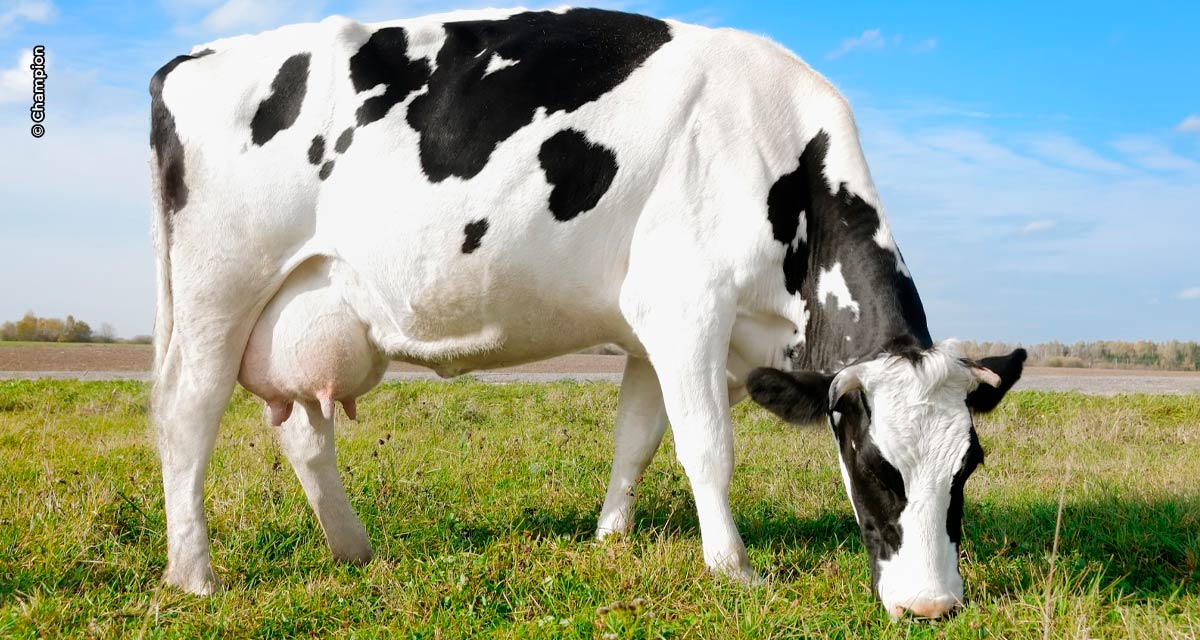 Importantes vetores da mastite, as moscas podem ser controladas pela alimentação das vacas
