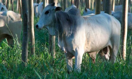 Champion e Universidade Federal de Goiás firmam parceria em novo Centro de Pesquisas para Nutrição e Saúde Animal