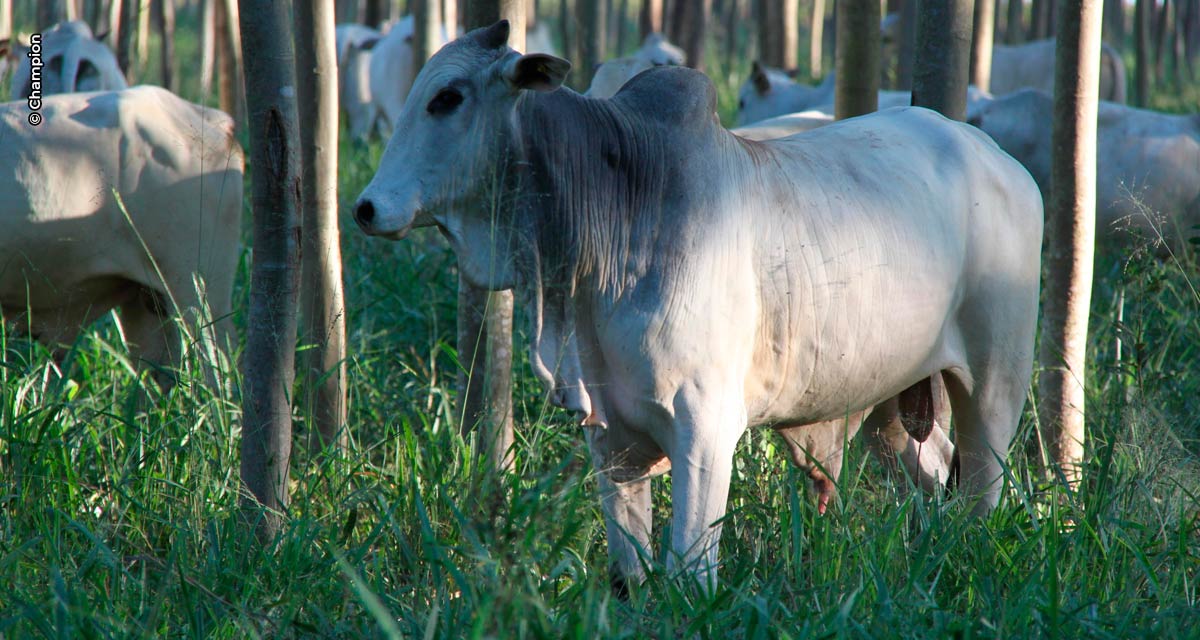 Champion e Universidade Federal de Goiás firmam parceria em novo Centro de Pesquisas para Nutrição e Saúde Animal