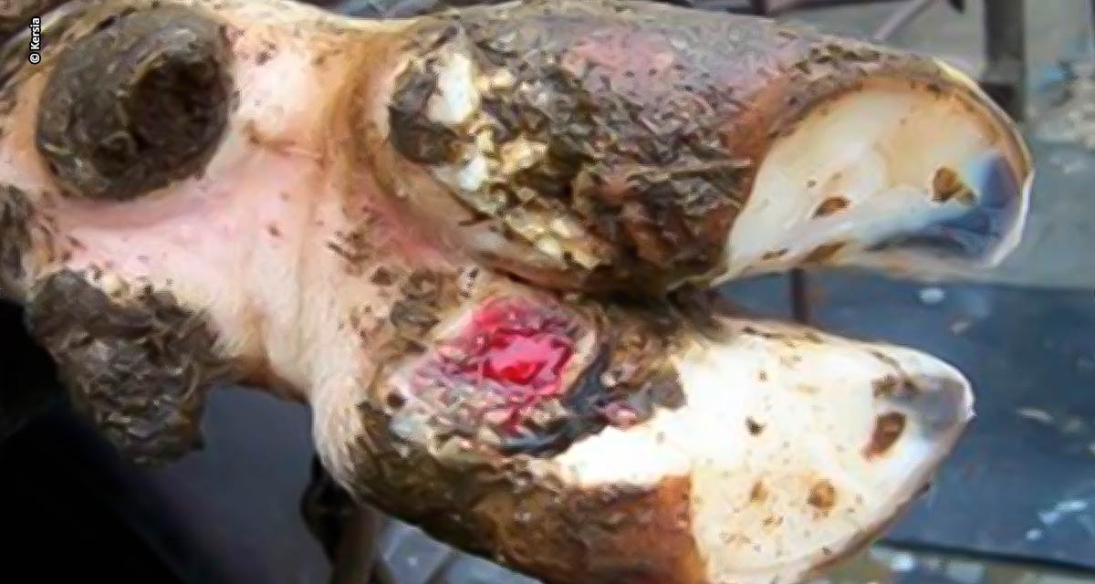 Doença de casco é a terceira doença mais onerosa do gado leiteiro no mundo