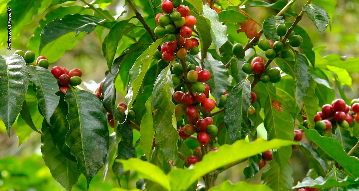 Com a campanha “Café Certo”, Lavoro pretende avançar em vendas de insumos agrícolas com operações de Barter