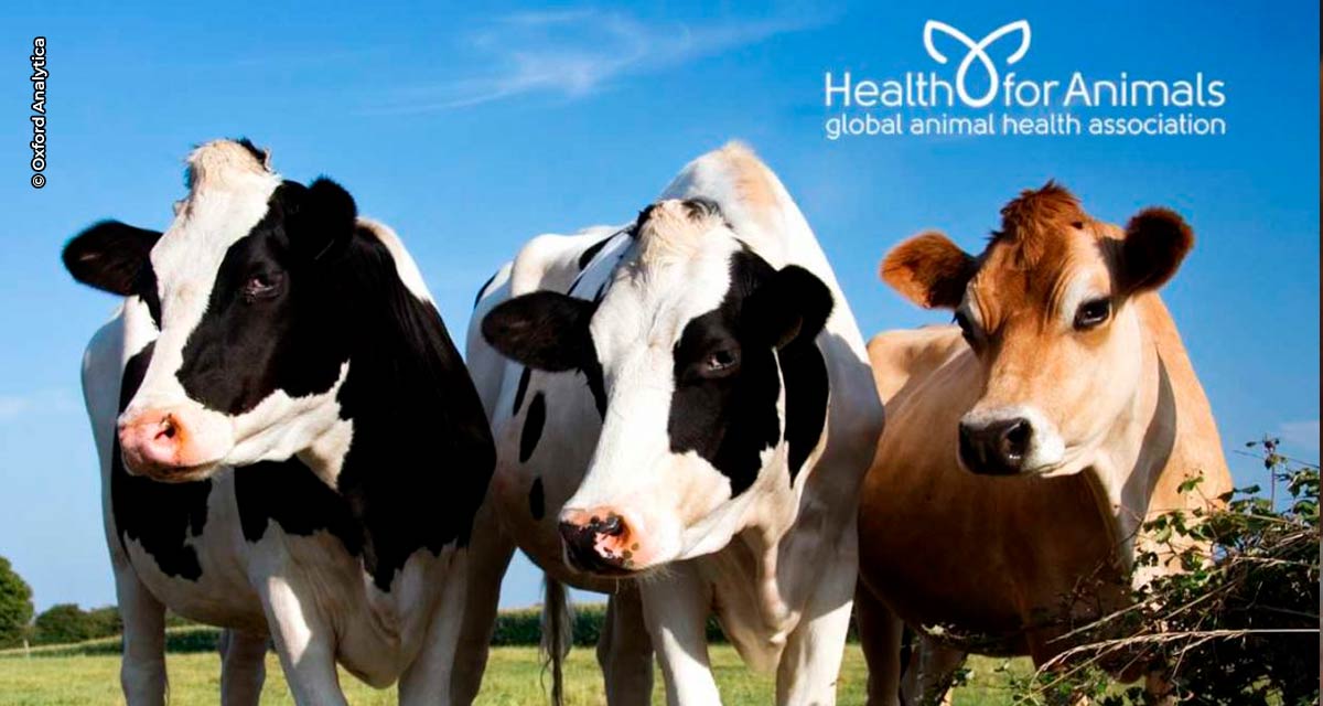 Pesquisa revela dados sobre impacto da vacinação de bovinos