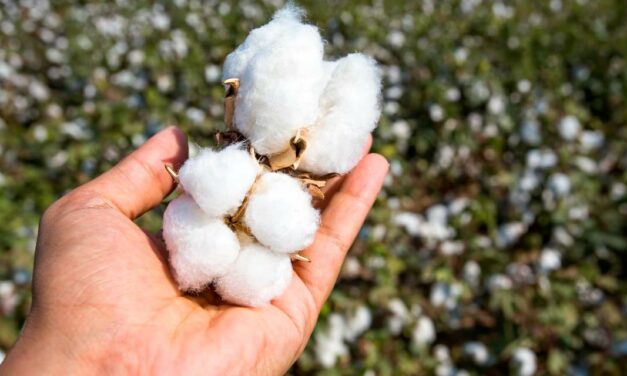 Produção brasileira de algodão deve crescer 17,6% e atingir 2,94 milhões de toneladas este ano