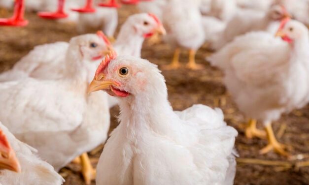 Trouw Nutrition leva soluções inovadoras de avicultura de corte no Avicultor 2023