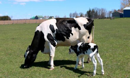 Acidose intestinal pode ser resultado de período de transição inadequado das vacas leiteiras