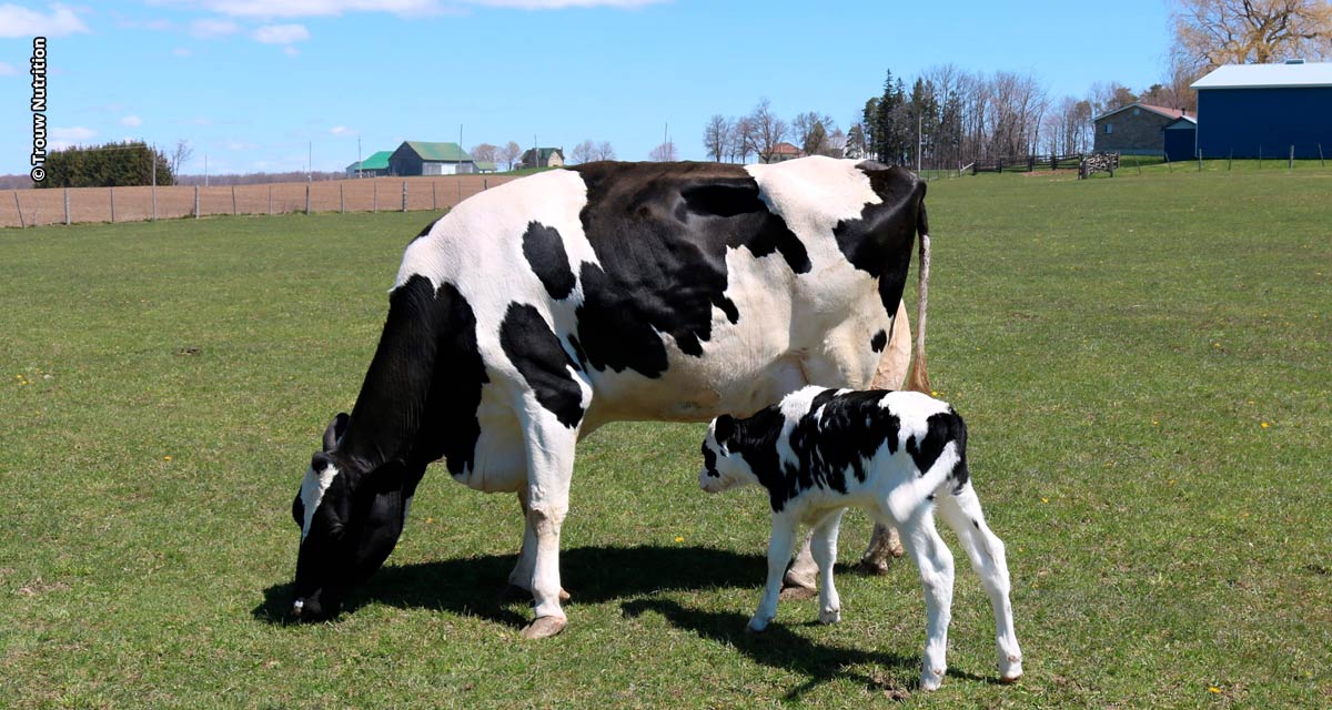 Acidose intestinal pode ser resultado de período de transição inadequado das vacas leiteiras