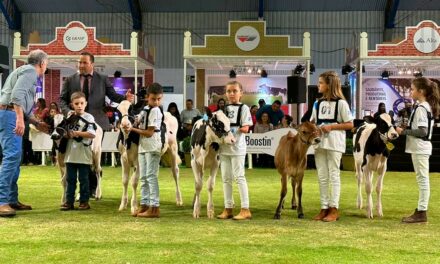 Clube de Bezerras da ExpoFrísia promove a aproximação das crianças com a pecuária leiteira