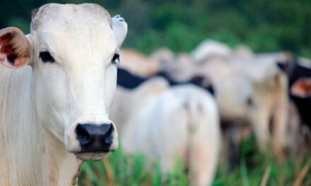 Na recria e terminação a pasto, suplementação com proteico energético impulsiona o ganho de peso