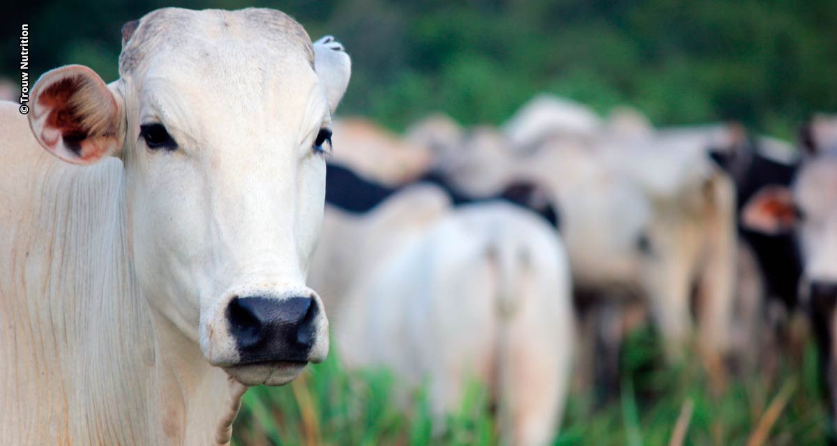 Na recria e terminação a pasto, suplementação com proteico energético impulsiona o ganho de peso