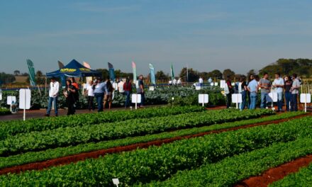 Agristar do Brasil completa 65 anos e lança novas cultivares para hortifruticultura durante a Hortitec 2023