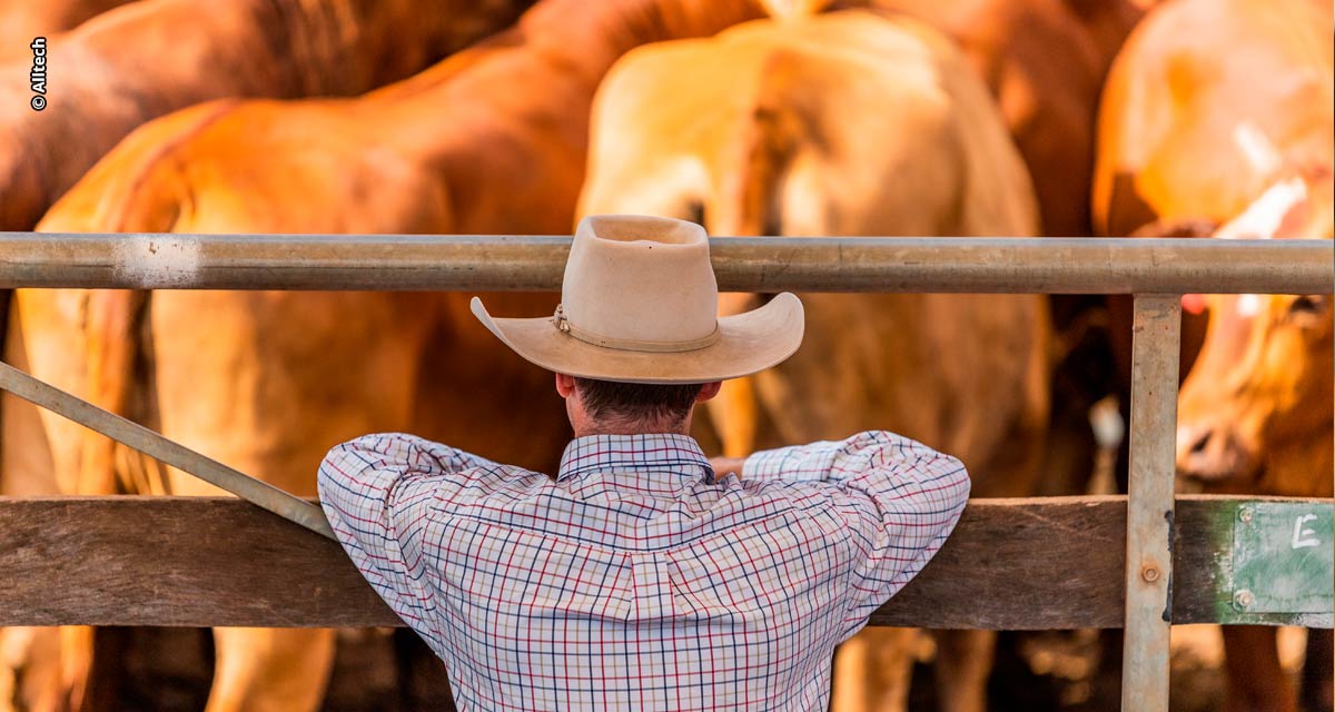 Enzimas aumentam peso da carcaça de bovinos de corte em até oito quilos