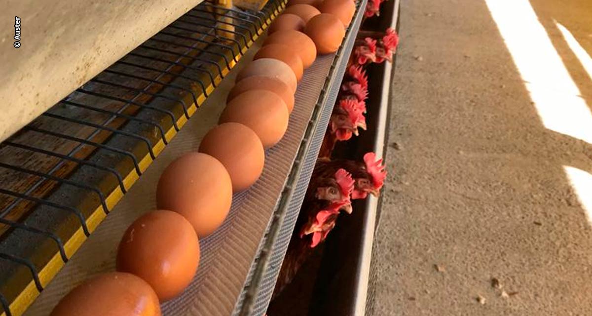 Suplementação nutricional eficiente ajuda produção de ovos por mais tempo, sem perda da qualidade