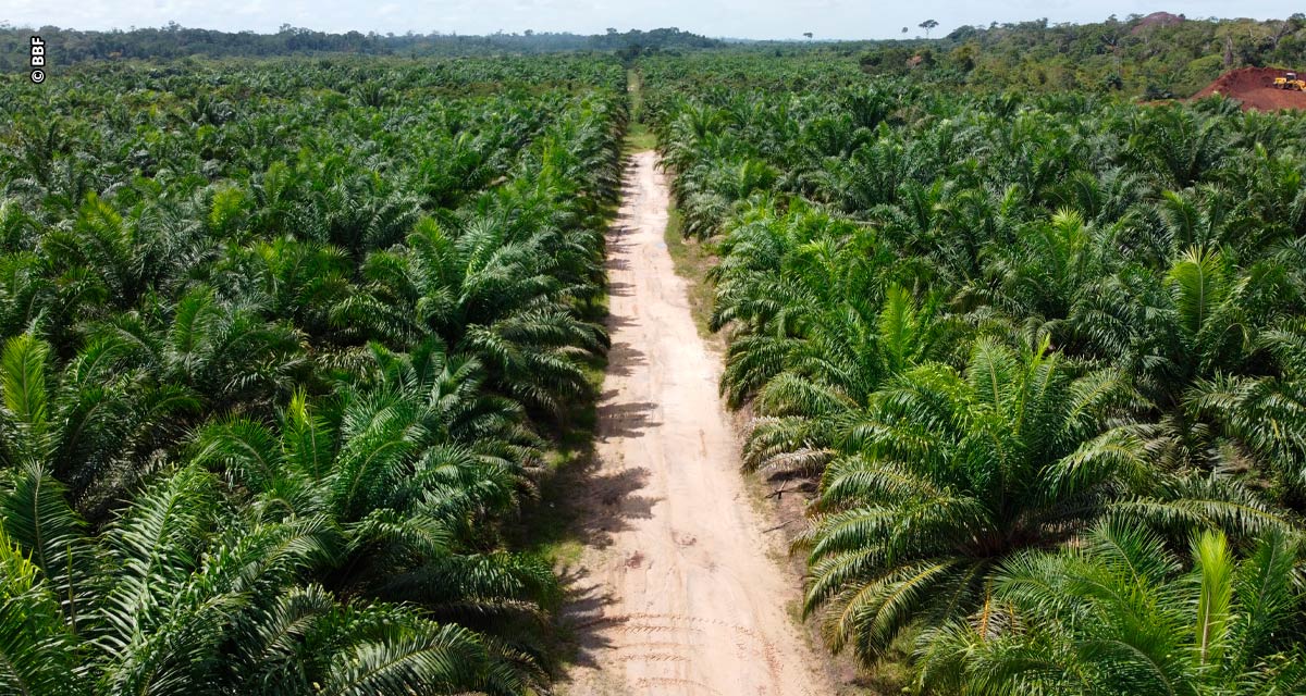 Descarbonizar a Amazônia Legal com energia limpa e renovável prevê investimento de R$ 5 bilhões