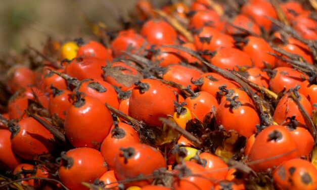 Grupo BBF iniciará cultivo de cacau e açaí em conjunto com palma de óleo na região amazônica