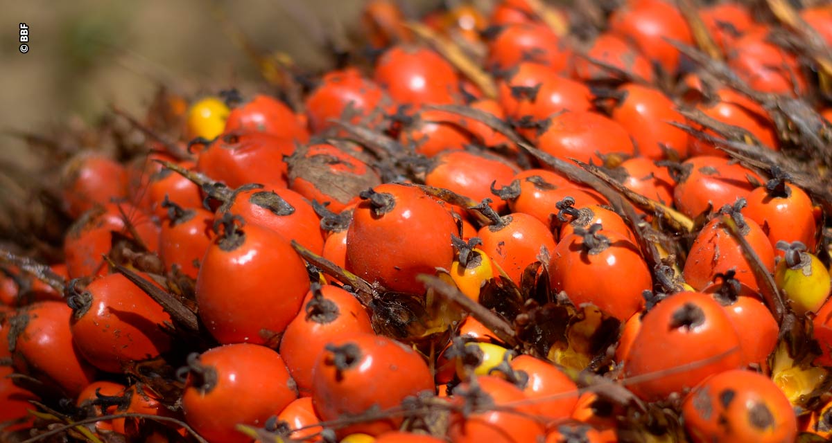 Grupo BBF iniciará cultivo de cacau e açaí em conjunto com palma de óleo na região amazônica