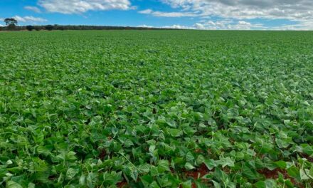 Fazendas BMG Agro vem adotando uso dos condicionadores de solo