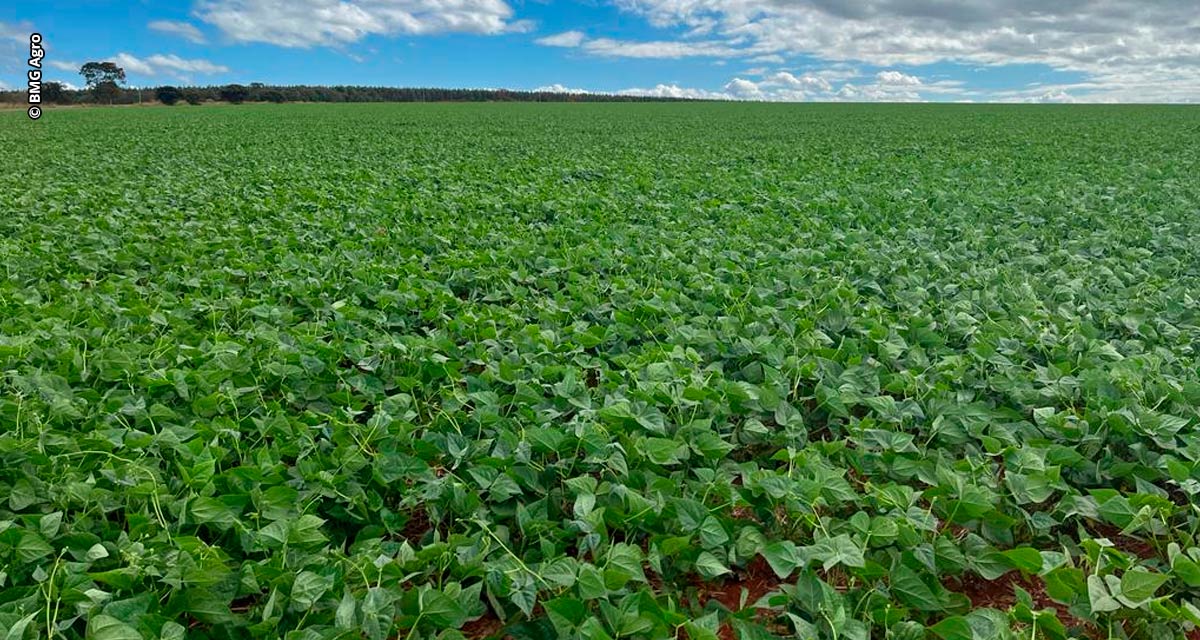 Fazendas BMG Agro vem adotando uso dos condicionadores de solo