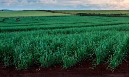 Setor de cana-de-açúcar apresenta potencial de crescimento em ano desafiador para a agricultura
