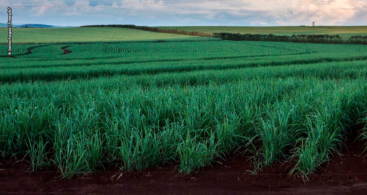 Setor de cana-de-açúcar apresenta potencial de crescimento em ano desafiador para a agricultura