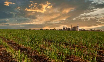 Setor de cana-de-açúcar apresenta potencial de crescimento em ano desafiador para a agricultura