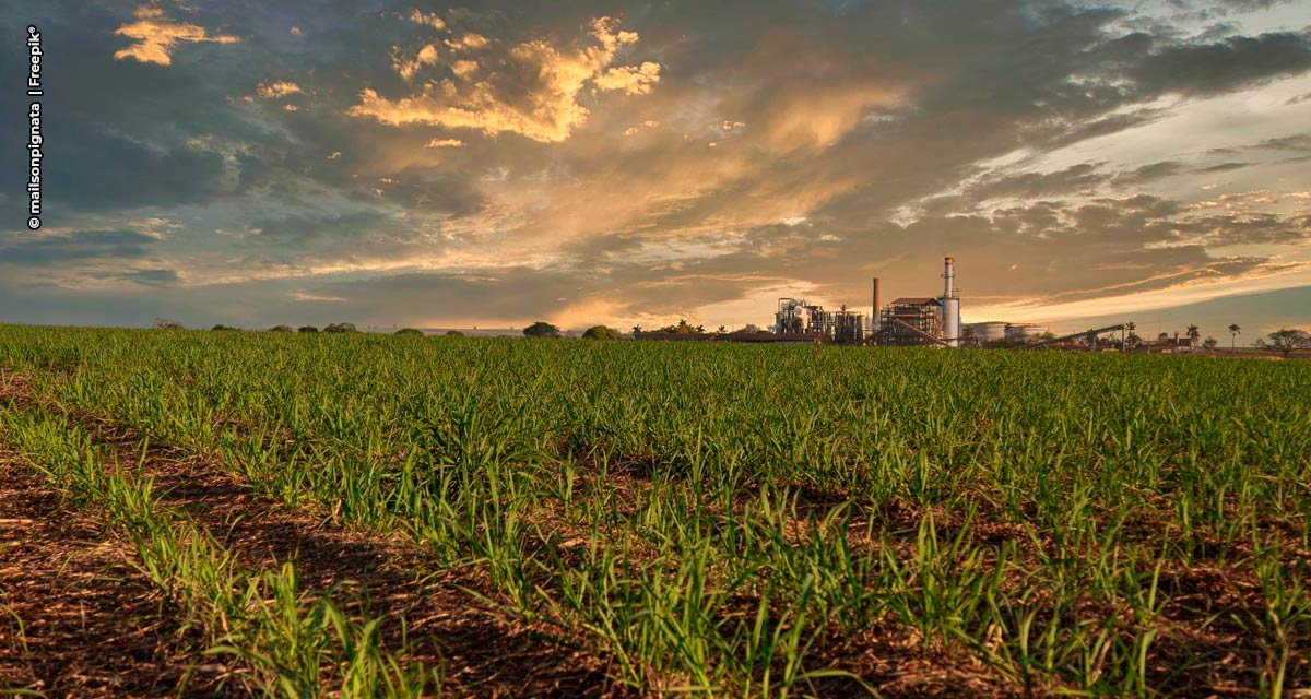 Setor de cana-de-açúcar apresenta potencial de crescimento em ano desafiador para a agricultura