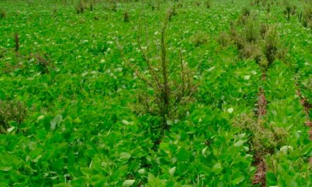 Corteva Agriscience participa do maior evento das Américas sobre controle de plantas daninhas