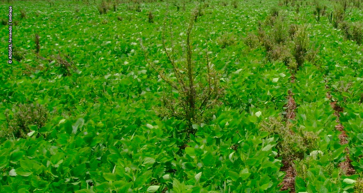 Corteva Agriscience participa do maior evento das Américas sobre controle de plantas daninhas