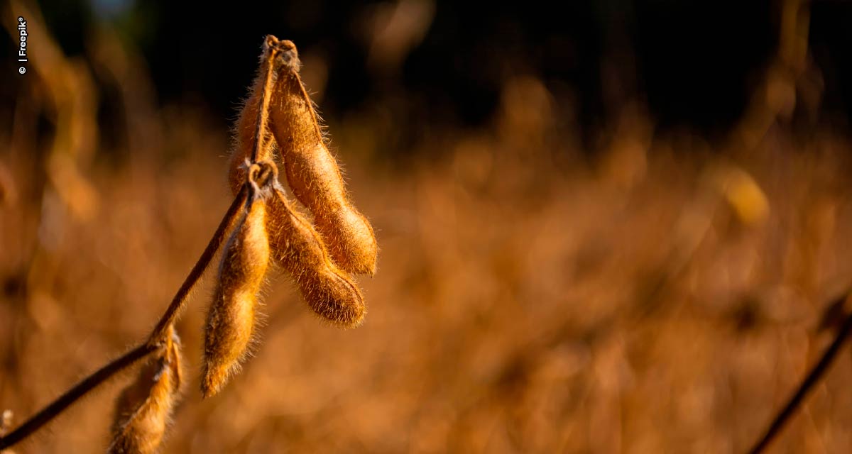 DATAGRO Grãos aponta safra 2022/23 de soja da América do Sul em 190,46 mi de t