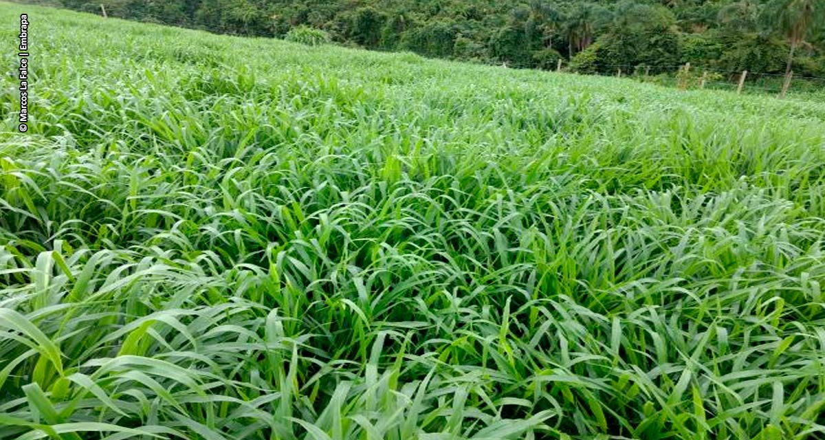 A Embrapa e o salto de produtividade da pecuária de leite no Brasil