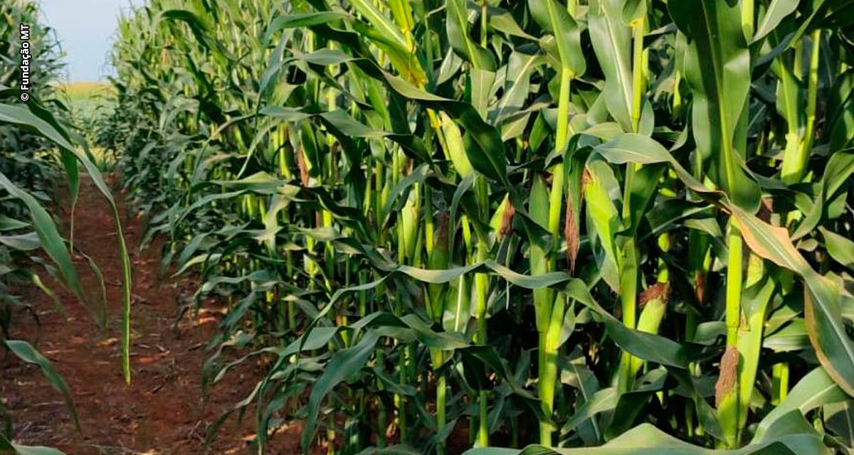 Adubação nitrogenada no milho: conhecimento é a melhor ferramenta disponível