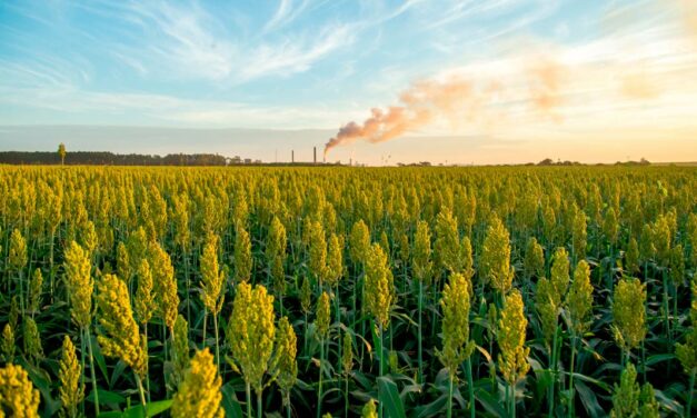 Grão Direto expande sua atuação e potencializa comércio de soja, milho e sorgo em mais três estados brasileiros