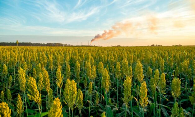 Grão Direto expande sua atuação e potencializa comércio de soja, milho e sorgo em mais três estados brasileiros