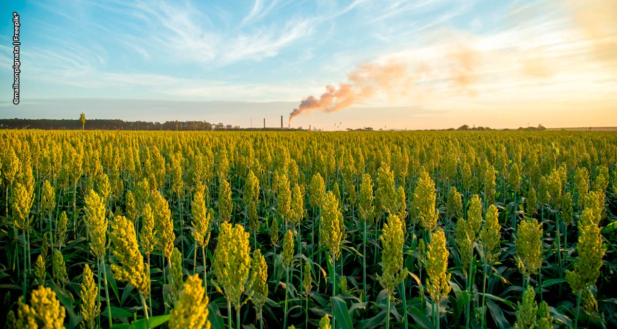 Grão Direto expande sua atuação e potencializa comércio de soja, milho e sorgo em mais três estados brasileiros