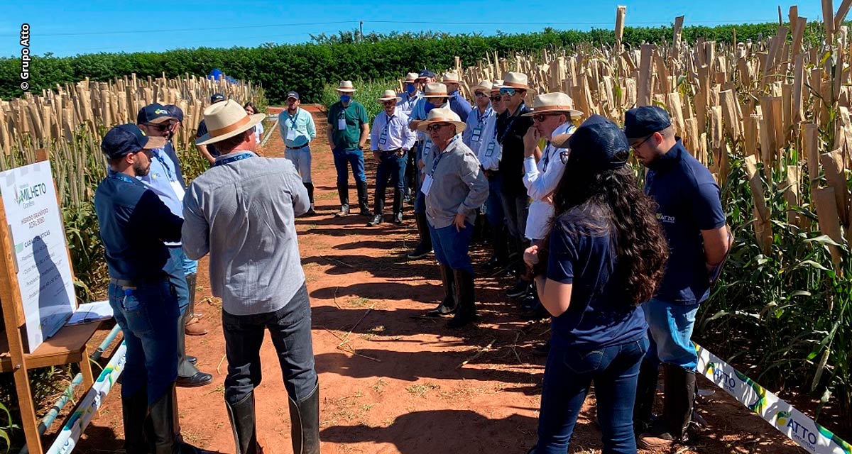 Tour na Bonamigo ATTO Melhoramento aproxima visitantes da evolução genética dos híbridos de milheto