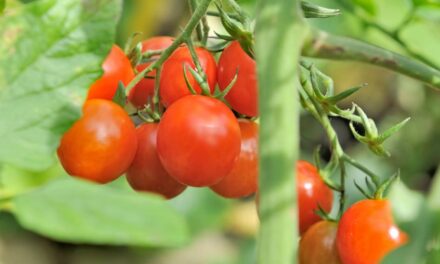 IHARA lança inseticida inédito para tomate