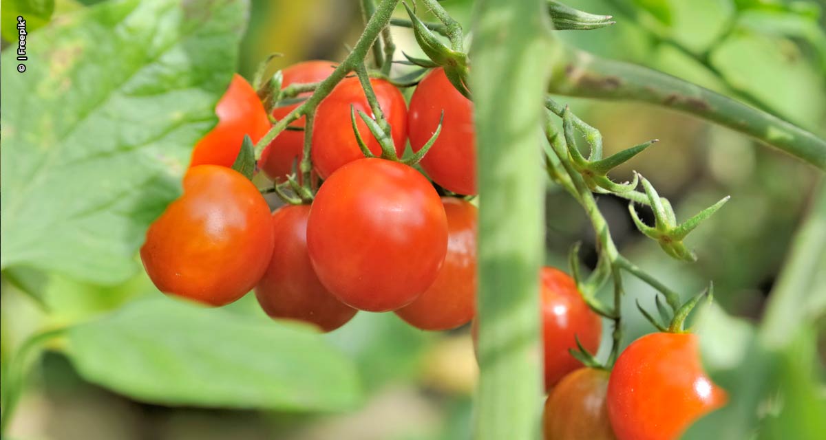 IHARA lança inseticida inédito para tomate