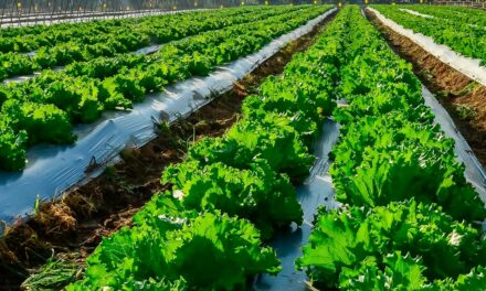 Mosaic Fertilizantes leva para a Hortitec solução para aumentar a rentabilidade das lavouras de hortifruti