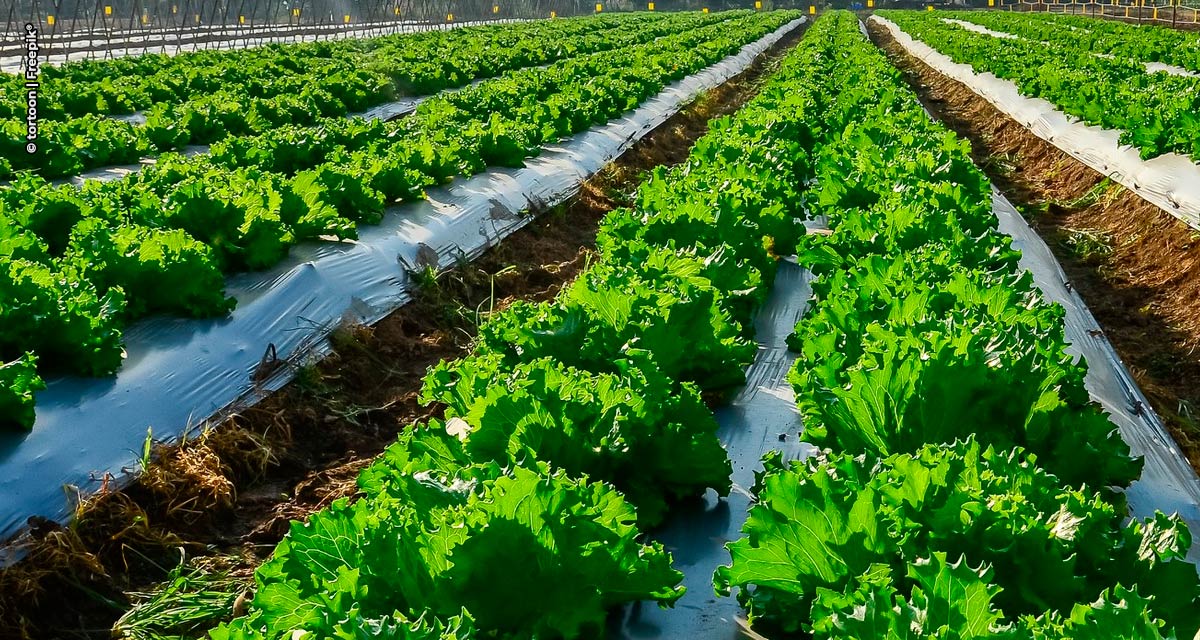 Mosaic Fertilizantes leva para a Hortitec solução para aumentar a rentabilidade das lavouras de hortifruti