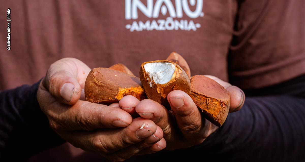 Óleos vegetais ganham investimentos na Amazônia