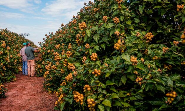 Produtores de urucum no noroeste do Paraná projetam safra recorde e buscam IG