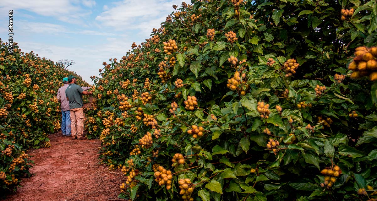 Produtores de urucum no noroeste do Paraná projetam safra recorde e buscam IG