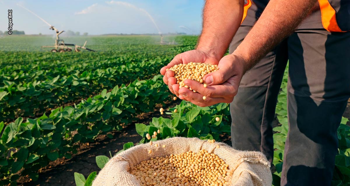 Sojicultores têm incremento médio de 3,6 sc/ha com biotecnologia