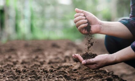 Restabelecer os sistemas naturais em áreas agrícolas é o caminho para alta produtividade