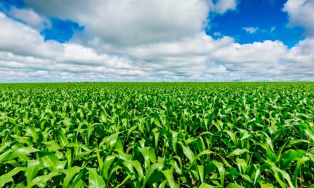 Syngenta lança tecnologia inovadora para o tratamento de sementes na cultura do milho