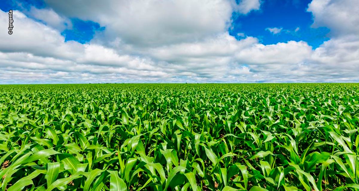 Syngenta lança tecnologia inovadora para o tratamento de sementes na cultura do milho