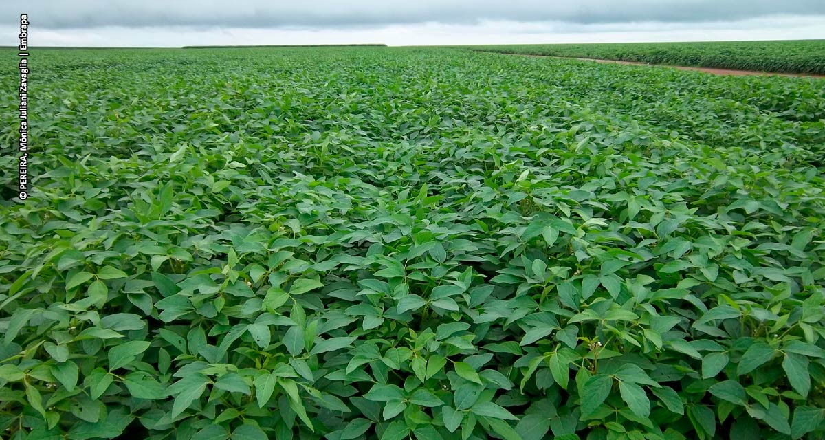 Área do Matopiba é a que mais cresce em plantio no Brasil