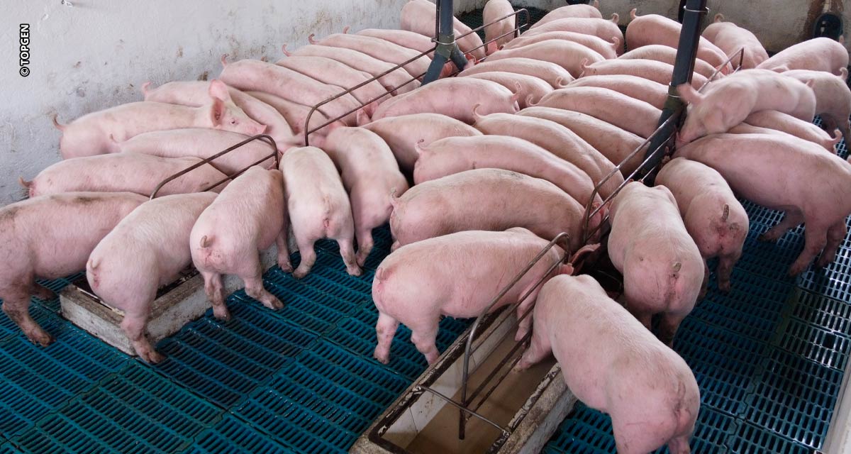 Qualidade genética impacta na baixa mortalidade de suínos da cria à terminação
