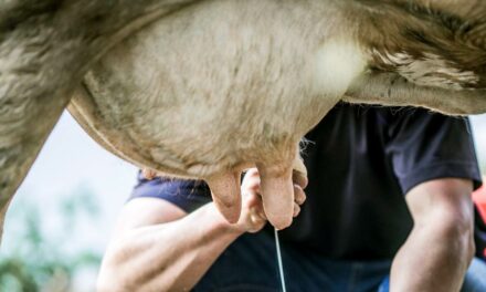 Mastite bovina causa prejuízo anual de até 1,75 bilhão de litros de leite no Brasil