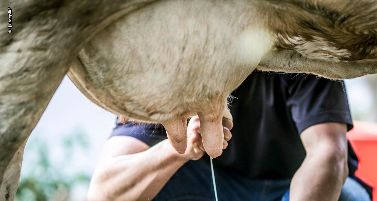 Mastite bovina causa prejuízo anual de até 1,75 bilhão de litros de leite no Brasil