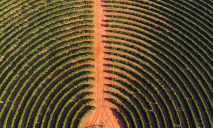 Criado pela Yara, programa de financiamento digital ‘Taló’ leva linha de crédito competitiva ao produtor rural